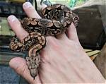Dumeril's Boa: Care Guide & Facts (With Pictures)