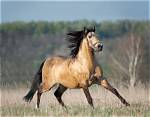 Dun Horse: Info, Pictures, Temperament & Traits