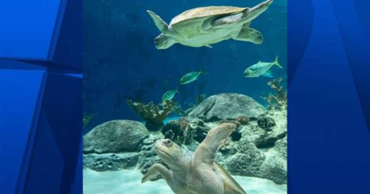 Endangered Sea Turtles Find Home at Odysea Aquarium