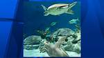 Endangered Sea Turtles Find Home at Odysea Aquarium