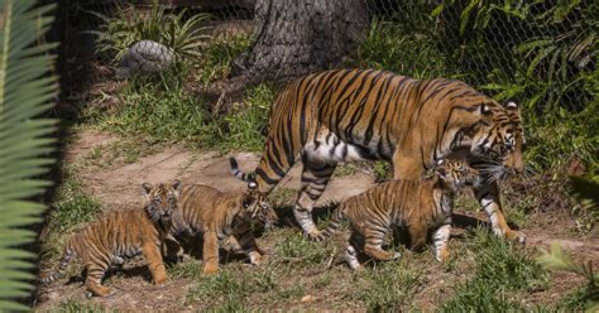 Endangered Tiger Cubs Debut at San Diego Zoo |