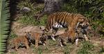 Endangered Tiger Cubs Debut at San Diego Zoo |
