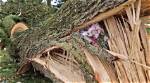 Evan Kinley Death; Identified as Teen Killed by Fallen Tree in South Carolina
