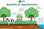 Examples of Agroforestry – Images Taken by Eleanor During Her Farm Visits
