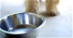 Exes Locked in Custody Battle—over Pomeranian Named Teddy