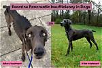 Exocrine Pancreatic Insufficiency in Dogs: Signs & Treatments: a Complete Guide