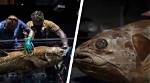 ‘Extinct Fossil Fish’ Dating Back 420 Million Year's Found Alive in Madagascar
