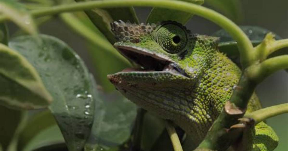 Fischer’s Chameleon: Traits, History, Food & Care (With Pictures)