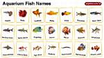 Fish Names | Nameberry