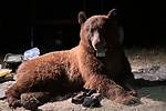 Fisherman Reportedly Attacked by Bear in Japan; Head Found in the Area