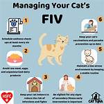 Fiv in Cats: Signs, Causes, Treatments & Prevention - Our Vet Explains!