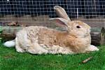 Flemish Giant Rabbit: Temperament, Pictures, Habitat & Traits