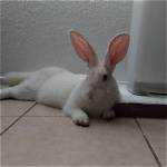Flemish Giant Rabbits for Sale in California: 2024 Breeders List