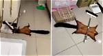 Flying Squirrel Stages Its Own Fake Death in a Viral Video and Netizens Applauds Its Acting Skills