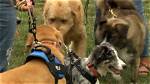 Folks Bring Their Dogs to Bedford Co. Humane Society Fundraiser