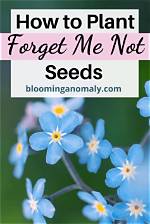 Forget Me Not Seeds - How to Discuss