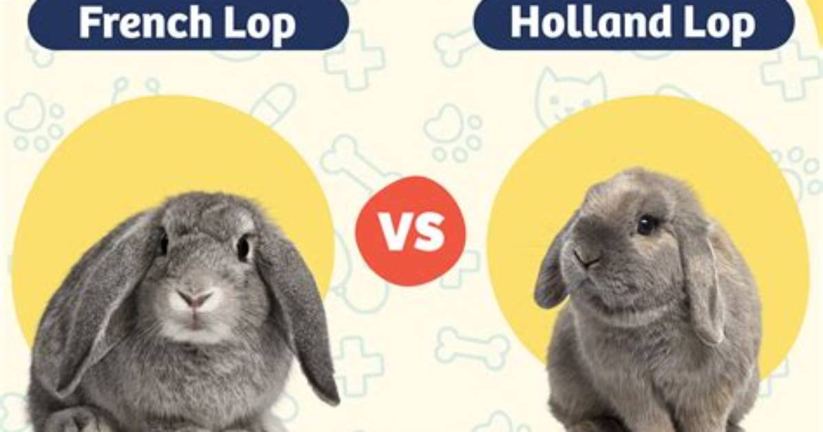 French Lop vs Holland Lop: Visual Differences & Overview (With Pictures)