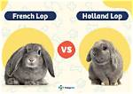 French Lop vs Holland Lop: Visual Differences & Overview (With Pictures)