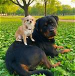 From Chihuahua to Rottweiler: Are Some Dog Breeds Dangerous? | Rottweiler | Dog | Dog Training | Pets