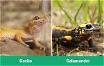 Gecko vs Salamander: Main Differences (With Pictures)