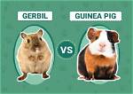 Gerbil vs Guinea Pig: Key Differences (With Pictures)
