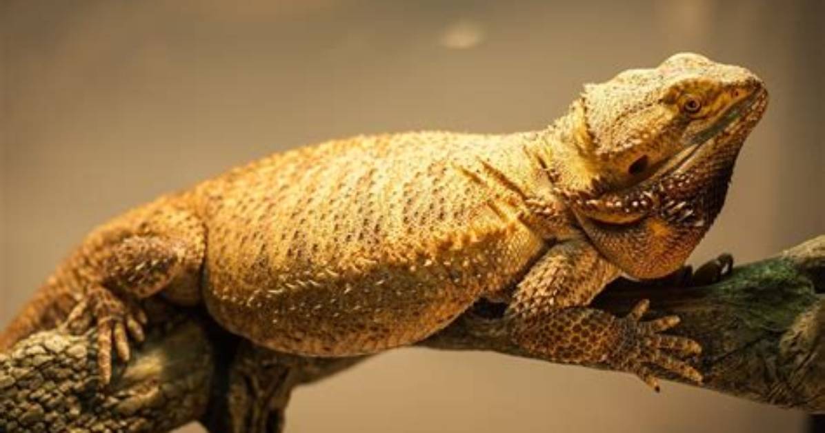 German Giant Bearded Dragon: Facts, Care & Info (With Pictures)