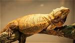 German Giant Bearded Dragon: Facts, Care & Info (With Pictures)