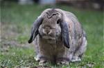 German Lop Rabbit: Care, Temperament, Habitat & Traits (With Pictures)