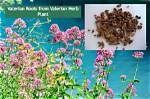 Getting to the Root of Valerian Root as Anxiety Treatment