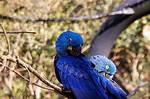 Glaucous Macaw: Facts, Diet, Pictures & Status | Pangovet