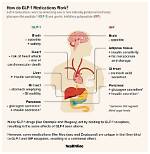 Glp-1 Agonists: What You Need to Know
