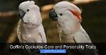 Goffin's Cockatoo: Personality, Food, & Care Guide (With Pictures)