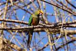 Golden-Capped Conure: Traits, History, & Care (With Pictures)