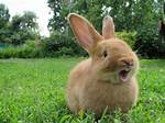Golden Glavcot Rabbit: Facts, Pictures, Lifespan, Behavior & Care