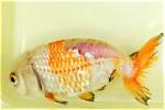 Goldfish Fungus Diseases: Vet-Reviewed Symptoms, Treatment & Prevention Guide | Pangovet