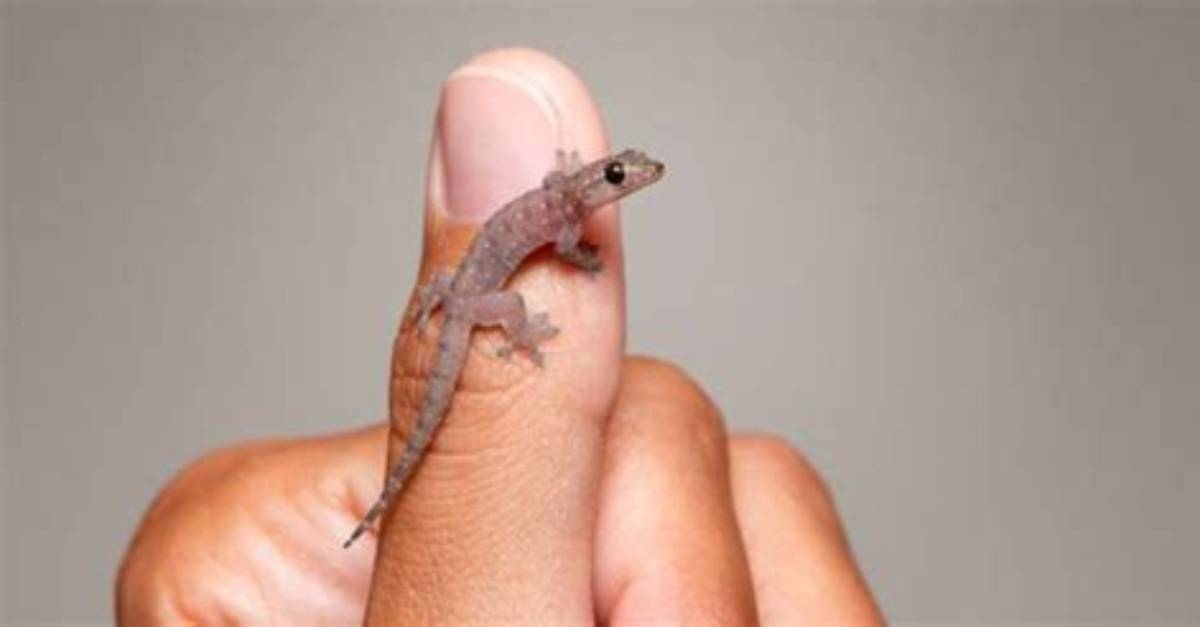 Gowli Sastram: When a Lizard Hints About Likely Events | Astrology | Science | Beliefs | Religion | Prediction | Onmanorama | Good Omen | Lizard | Astro