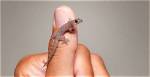 Gowli Sastram: When a Lizard Hints About Likely Events | Astrology | Science | Beliefs | Religion | Prediction | Onmanorama | Good Omen | Lizard | Astro