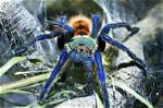 Green Bottle Blue Tarantula: Care Guide, Pictures, Lifespan & More