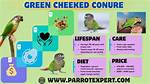 Green-Cheeked Conure - Pictures, Personality, Diet & Care Guide