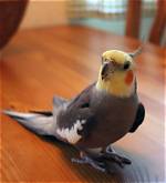 Grey Cockatiel Bird Species: Personality, Pictures, Food & Care Guide