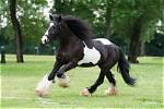 Gypsy Vanner Horse: Info, Pictures, Temperament & Traits