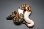 Harlequin Ball Python Morph: Traits, History, & Care (With Pictures)