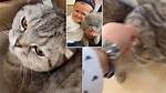 Hasbulla Hitting Cat Video, Hasbulla Hits His Cat Clip, Hasbulla with Cat, Beating Cat