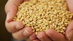 Here's How Wheat Germ Reverses Signs of Aging