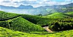 Here's Why Wayanad's Tea Plantations Are Disappearing | Wayanad