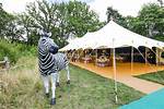Hire Zebra for a Corporate Event or Performance Booking.
