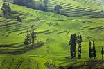 Honghe Hani Rice Terraces in Sw China's Yunnan - Xinhua
