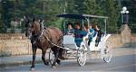 Horse Drawn Carriage Ride Through Cane Creek Park