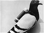 How Carrier Pigeons Work: the History and Science Behind These Amazing Birds