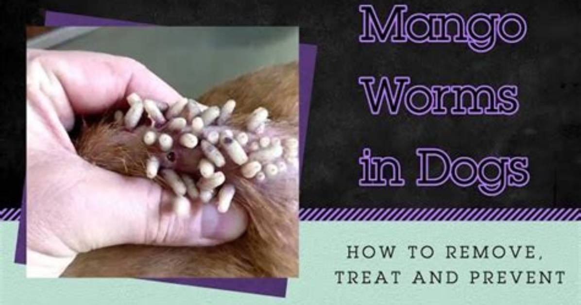How Do Dogs Get Mango Worms? Vet Reviewed Facts